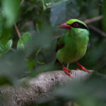 bird photography