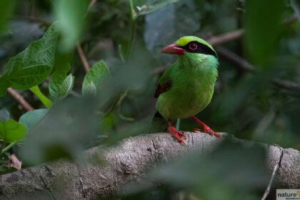 bird photography
