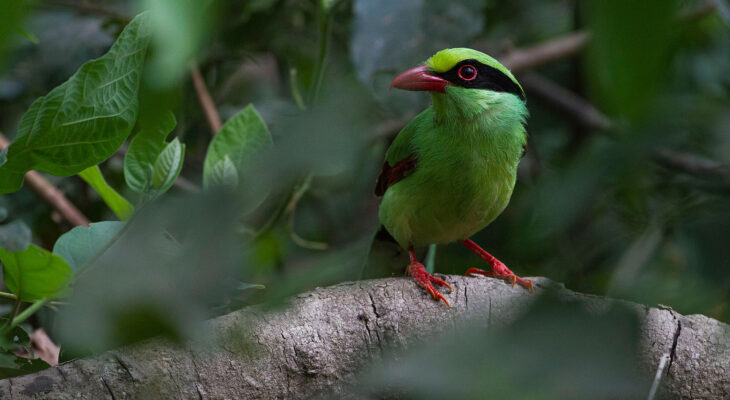 bird photography