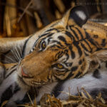Clouded leopard