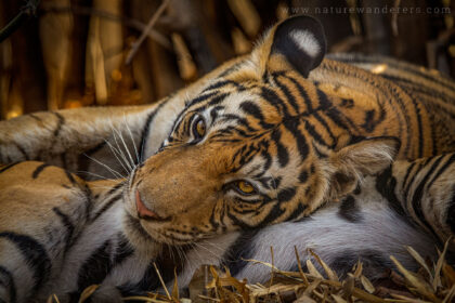 Clouded leopard