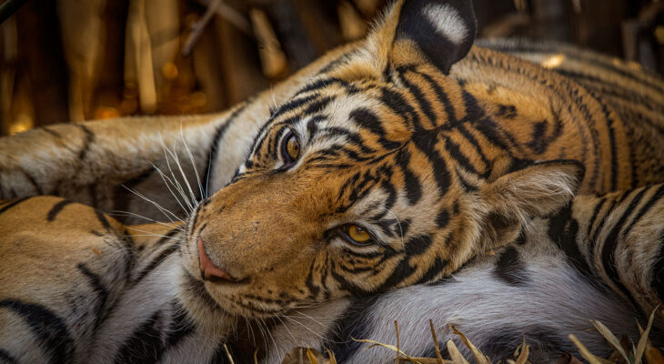 Clouded leopard