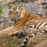 Tiger Photography Tours in India
