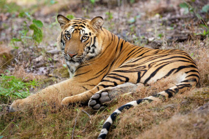 Tiger Photography Tours in India
