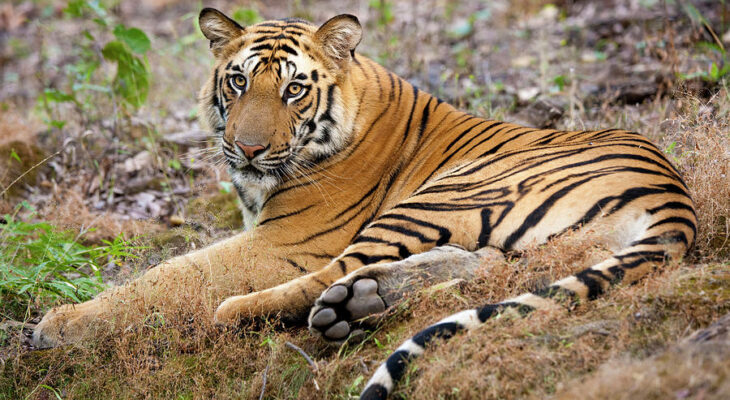 Tiger Photography Tours in India