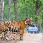 best wildlife photography