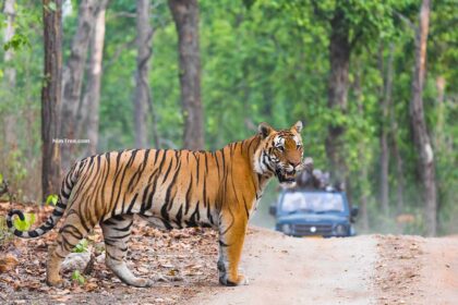 best wildlife photography