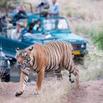 Ranthambore