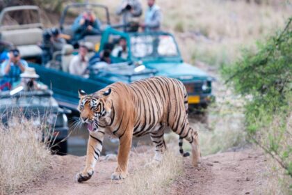 Ranthambore