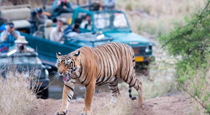 Ranthambore