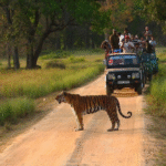 Wildlife