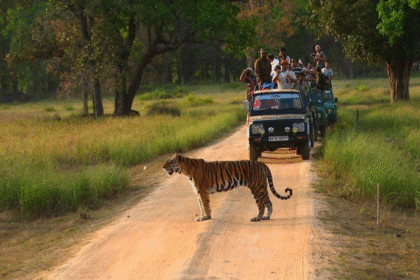 Wildlife
