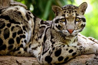 leopard