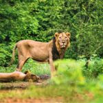 Gujarat wildlife photography tour