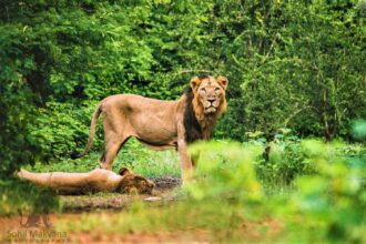 Gujarat wildlife photography tour