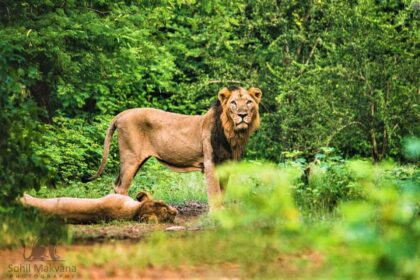 Gujarat wildlife photography tour
