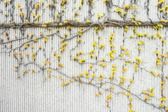 tree branches