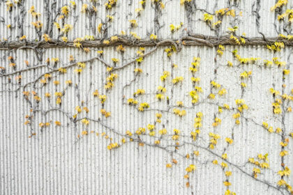 tree branches