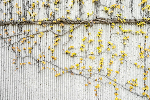tree branches
